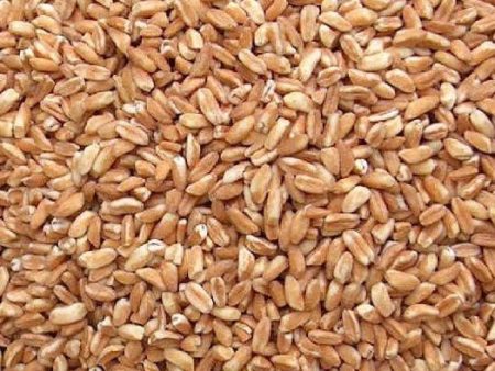 Azure Farm Emmer Grain, Organic - 5 lb Online