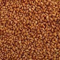 Azure Farm Camelina Seed, Organic - 25 lbs. For Discount