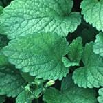 Frontier Bulk Lemon Balm Cut & Sifted Organic 25 lb. For Cheap